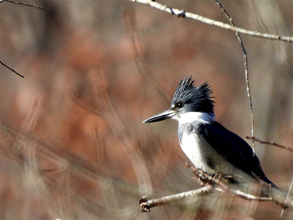 2022-Belted-Kingfisher-03