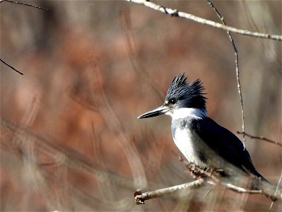 2022-Belted-Kingfisher-03 photo