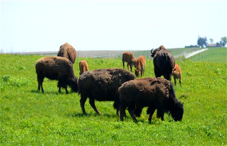 Bison herd grazing photo