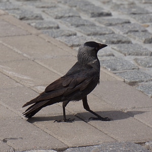 Bird black gray photo
