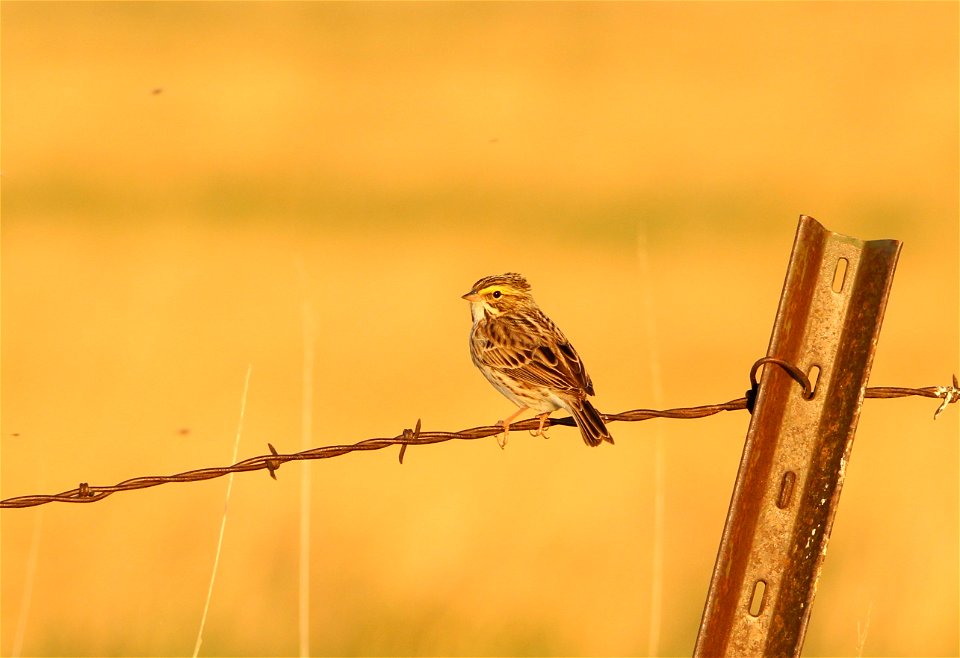 Savanna Sparrow Huron Wetland Management District