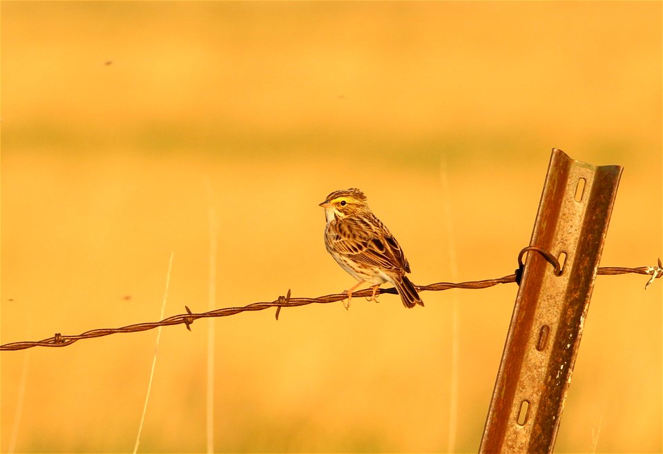 Savanna Sparrow Huron Wetland Management District photo