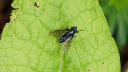 Schwarze Schwebfliege (Männchen)