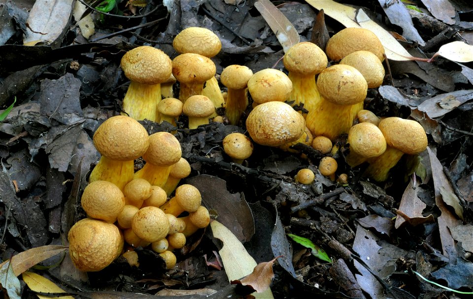 Gymnopilus junonius photo