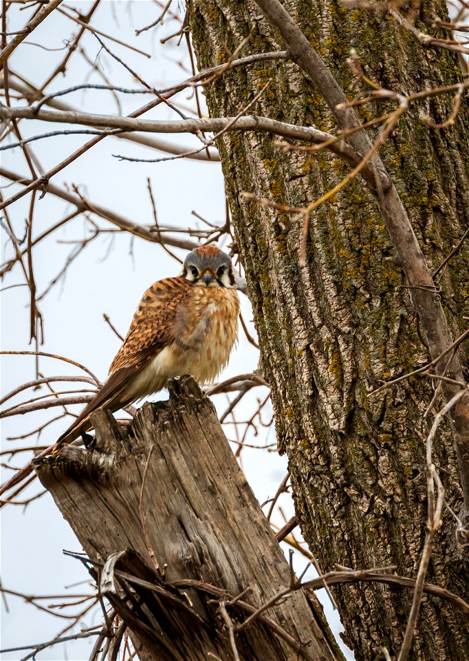 American kestrel