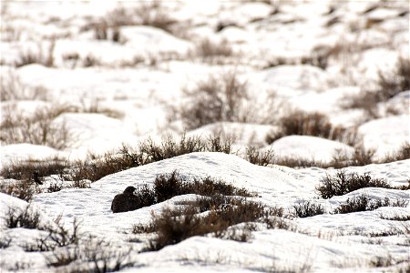 Greater sage-grouse on Seedskadee National Wildlife Refuge