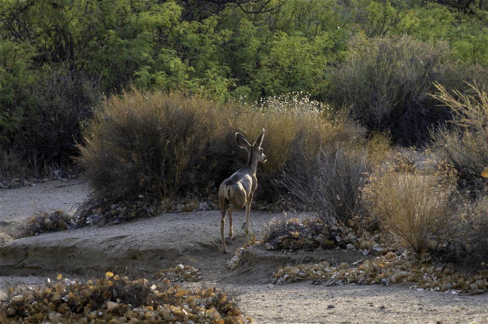 Southern mule deer (Odocoileus hemionus fuliginatus) near Cottonwood Springs
