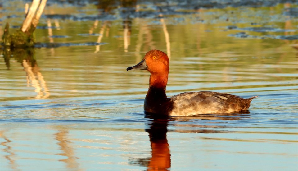 Redhead Duck Drake, Huron Wetland Management District South Dakota photo