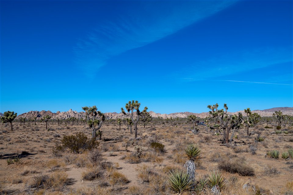 Joshua Tree National Park
