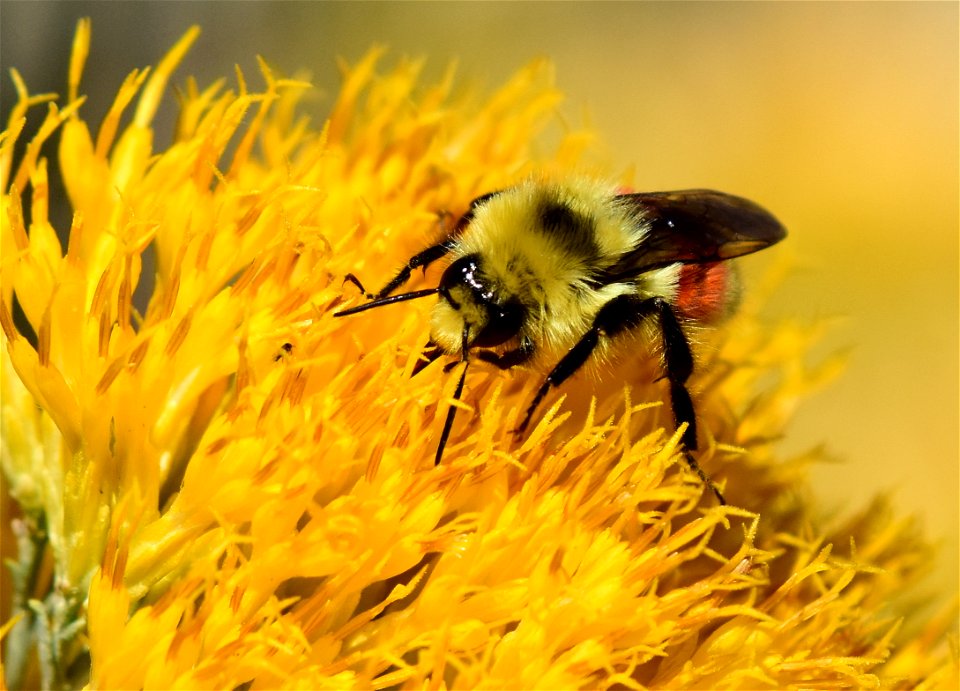 Hunt's bumblebee at Seedskadee National Wildlife Refuge