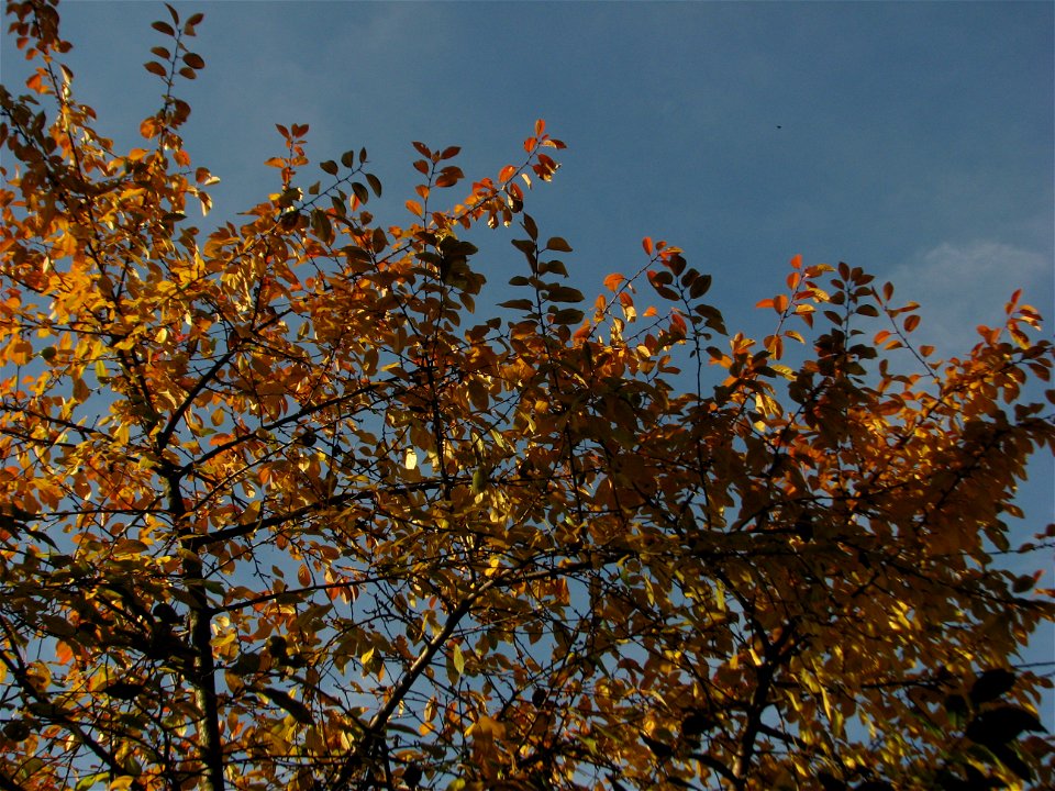 toamna2009_1120_112659
