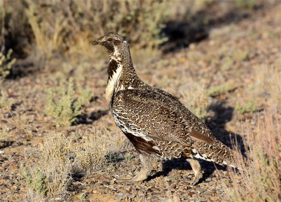 Greater sage-grouse at Seedskadee National Wildlife Refuge