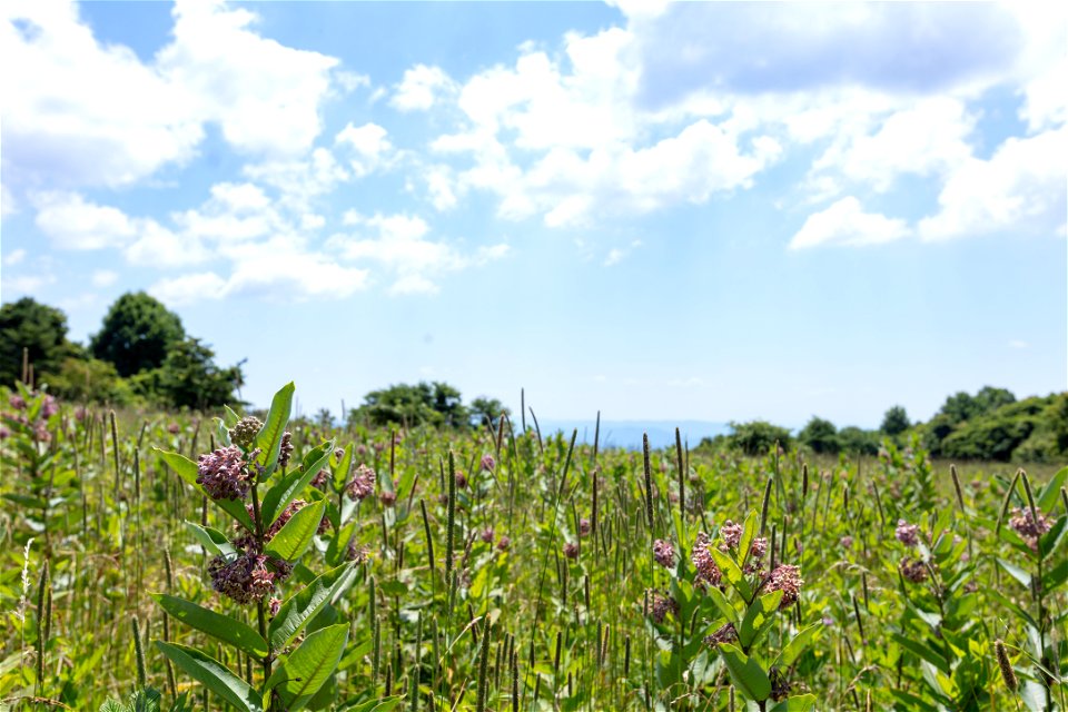 Beagle Gap Meadow