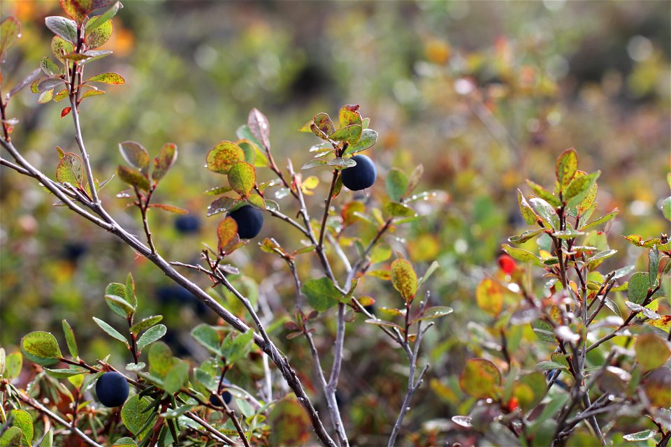 blueberries_laura