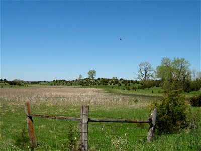 Rested Pasture