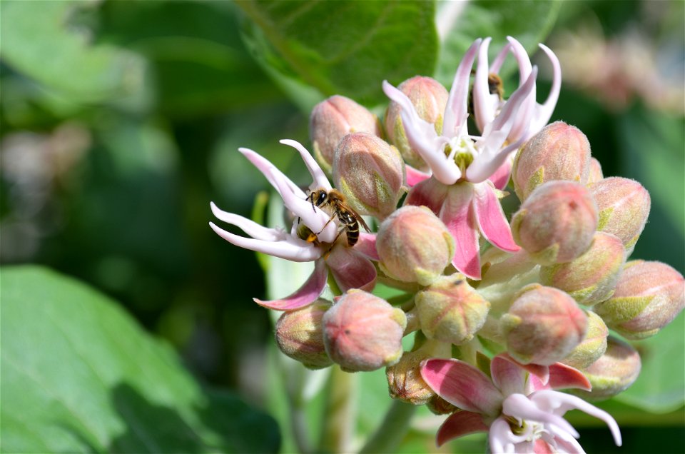 Bee gathering pollen on a showy milkweed