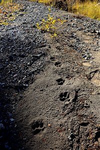 Cougar tracks on the Pebble Creek Trail photo