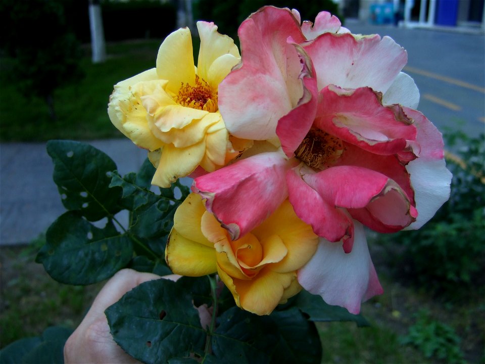tradAliulia2009_0613_103259