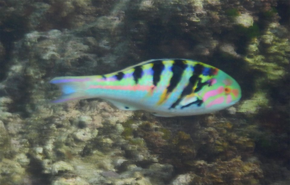 Thalassoma hardwicke 10