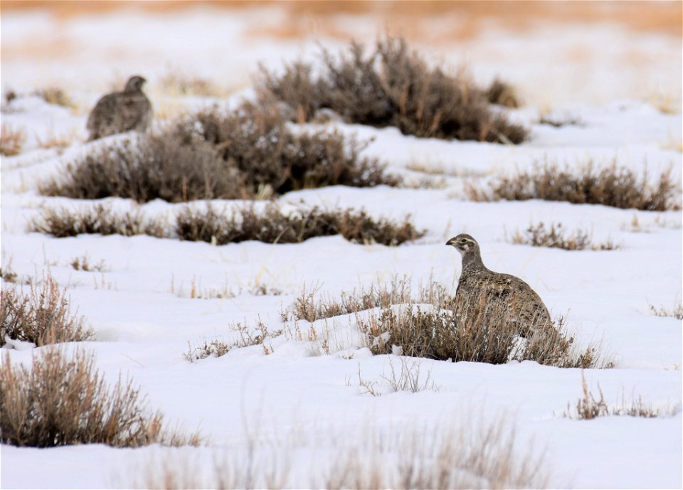 Greater sage-grouse on Seedskadee National Wildlife Refuge