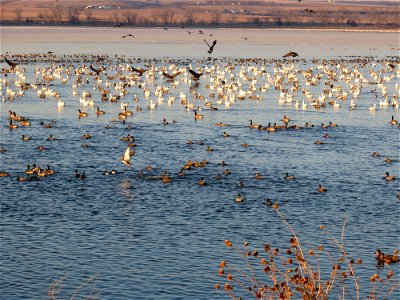 Waterfowl on Lake Andes; Lake Andes National Wildlife Refuge photo