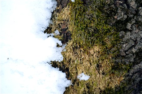 Snowy Moss