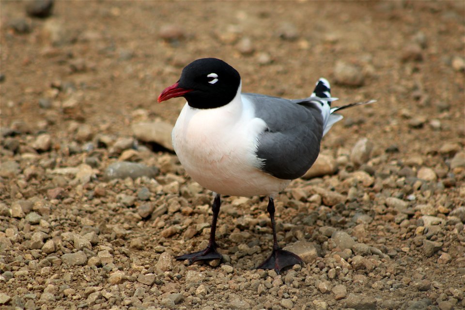 Franklin's Gull Lake Andes National Wildlife Refuge South Dakota