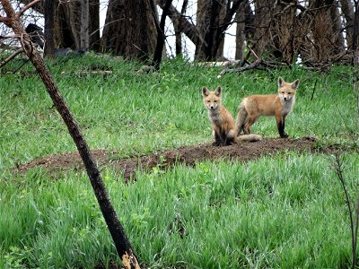 Red Fox Kits Lake Andes Wetland Management District South Dakota