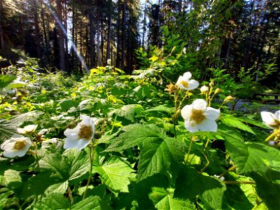 Thimbleberry flowers. Old Sauk Trail, Mt. Baker-Snoqualmie National Forest. Photo by Anne Vassar June 2, 2021.