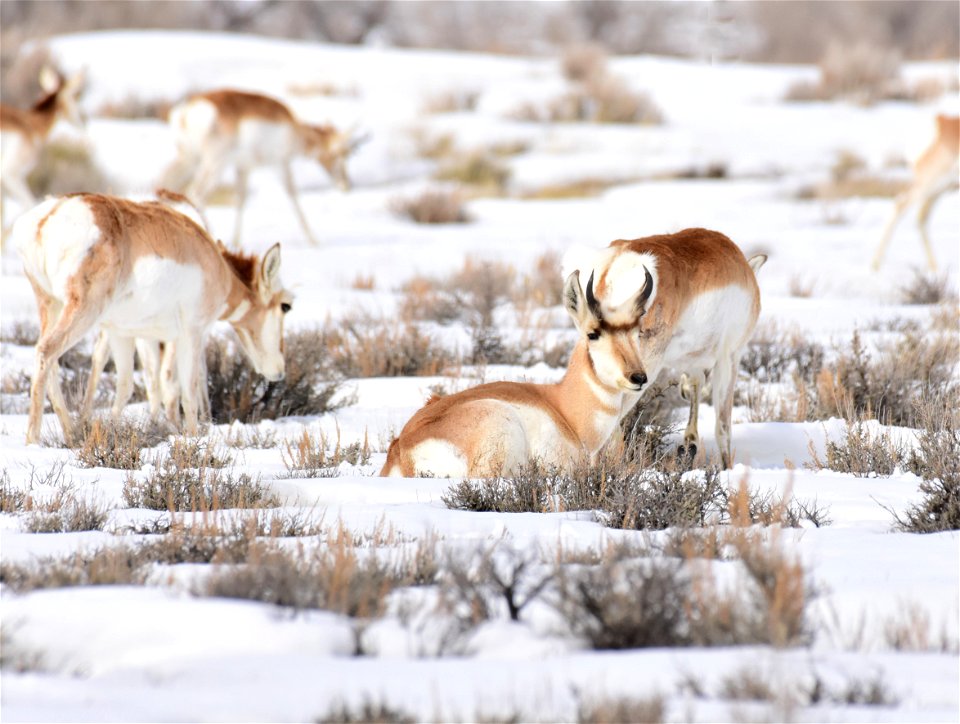 Pronghorn on Seedskadee National Wildlife Refuge