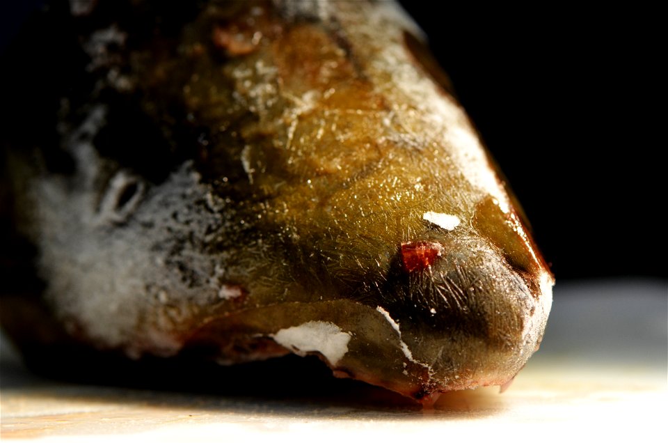 Frozen Lake Trout Nose