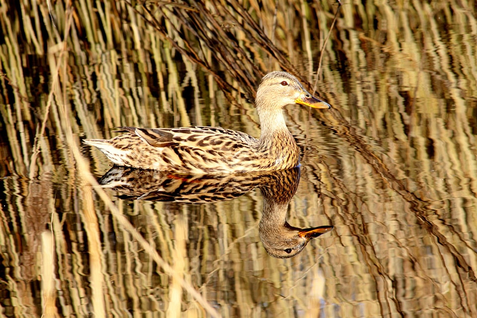 Duck nature mirror