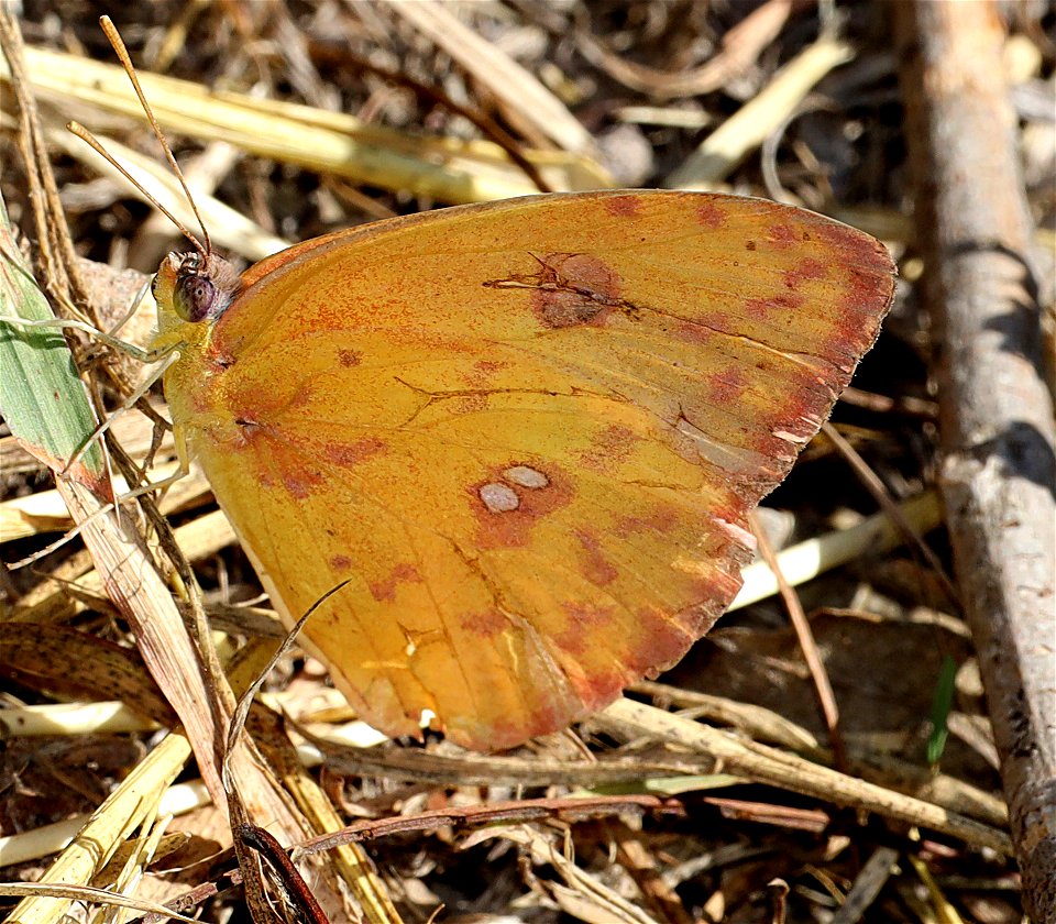 SULPHUR, ORANGE-BARRED (Phoebis philea) (1-14-2022) national butterfly center, mission, hidalgo co, tx -02