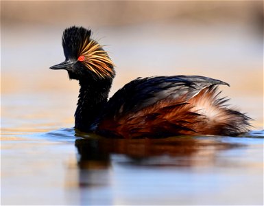 Eared grebe at Seedskadee National Wildlife Refuge