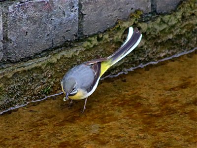 Grey Wagtail with catch.
