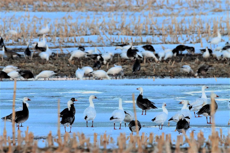 Snow Geese at Sunset Huron Wetland Management District
