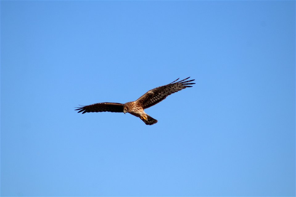 Northern Harrier Owens Bay Lake Andes National Wildlife Refuge South Dakota photo