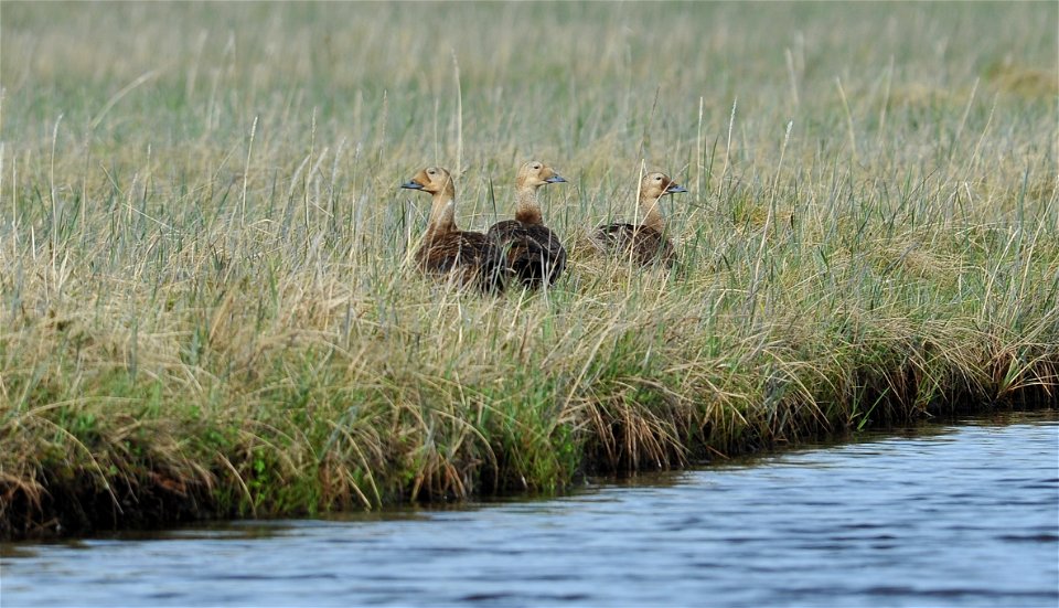 Spectacled Eider females photo