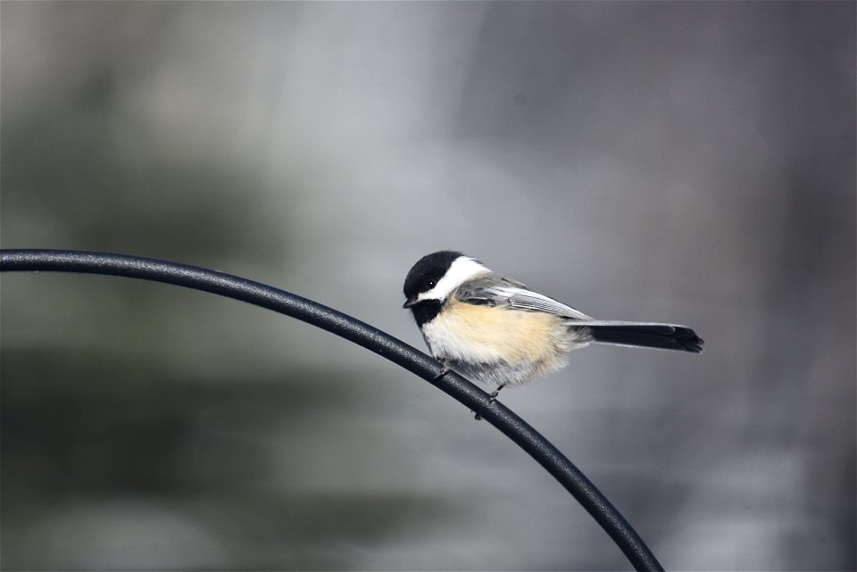 Black-capped chickadee perched above a bird feeder photo