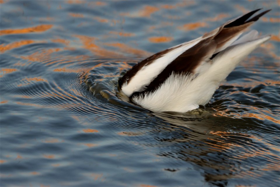 American Avocet Huron Wetland Management District, South Dakota