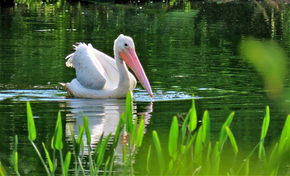 American White Pelican