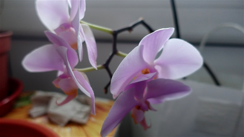 orchids-兰花_2023_0219_182140 photo
