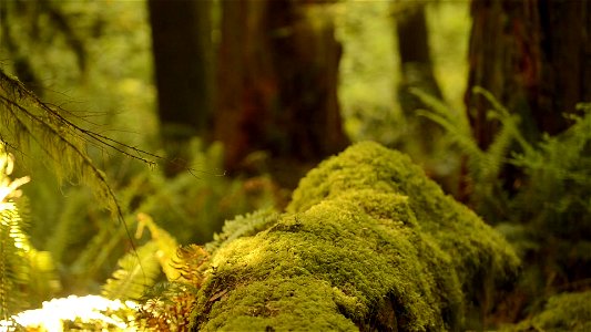 Wildlife Biologist Surveying Spotted Owls on Mt. Hood National Forest