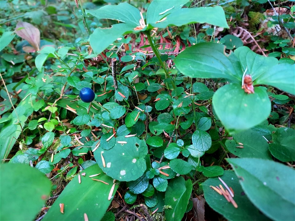 Queen's cup berry, Mt. Baker-Snoqualmie National Forest. Photo by Anne Vassar Aug. 10, 2021.