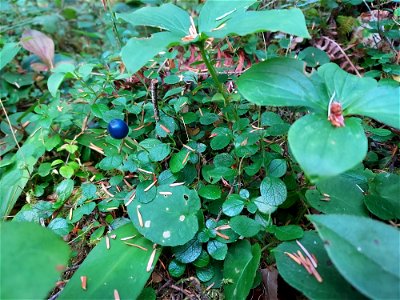 Queen's cup berry, Mt. Baker-Snoqualmie National Forest. Photo by Anne Vassar Aug. 10, 2021.