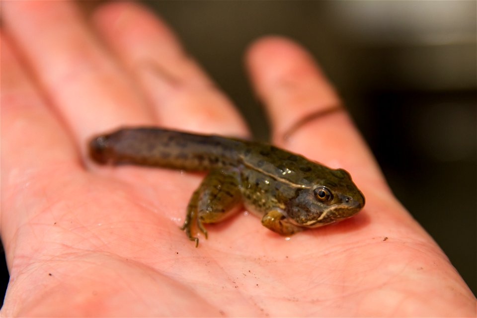 Leopard Frog Froglet