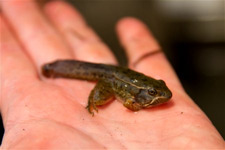 Leopard Frog Froglet