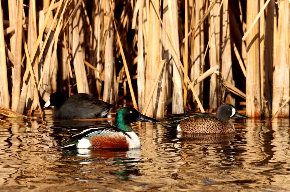 Northern Shoveler and Blue-winged Teal Drakes Huron Wetland Management District