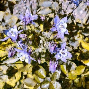 floral_DAP_Beliard7