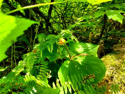 Trillium fruit, Mt. Baker-Snoqualmie National Forest. Photo by Anne Vassar July 21, 2021.